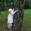 Hari na drzewie