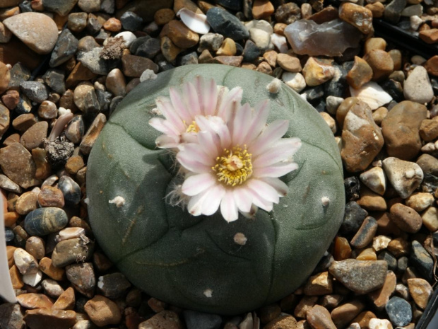 Lophophora williamsii