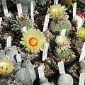 Astrophytum