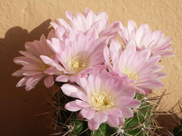 Kwitnące 18-letnie Gymnocalycium achirasence var. echinatum #Kaktusy #Cacti #GymnocalyciumAchirasence