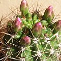 Kwitnące 18-letnie Gymnocalycium achirasence var. echinatum #Kaktusy #Cacti