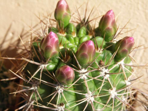 Kwitnące 18-letnie Gymnocalycium achirasence var. echinatum #Kaktusy #Cacti