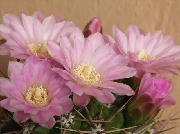 Kwitnące 18-letnie Gymnocalycium achirasence var. echinatum #Kaktusy #Cacti #GymnocalyciumAchirasence