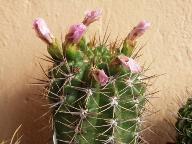 Kwitnące 18-letnie Gymnocalycium achirasence var. echinatum #Kaktusy #Cacti #GymnocalyciumAchirasence