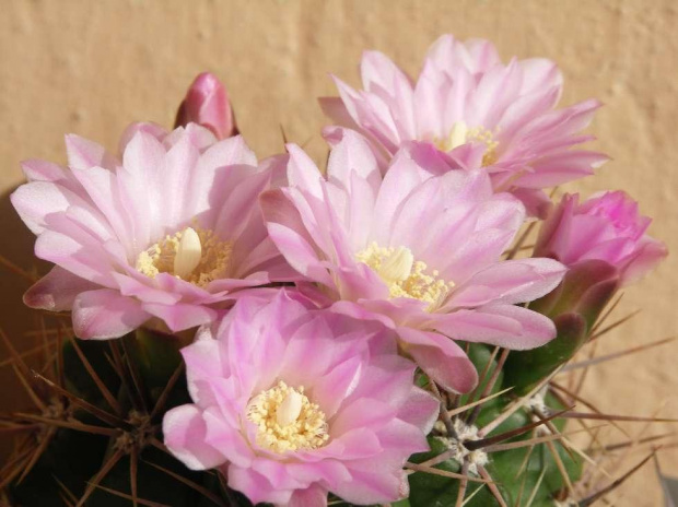 Kwitnące 18-letnie Gymnocalycium achirasence var. echinatum #Kaktusy #Cacti #GymnocalyciumAchirasence