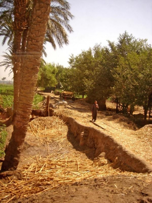Egipska wieś okolice Tel El Amarna
