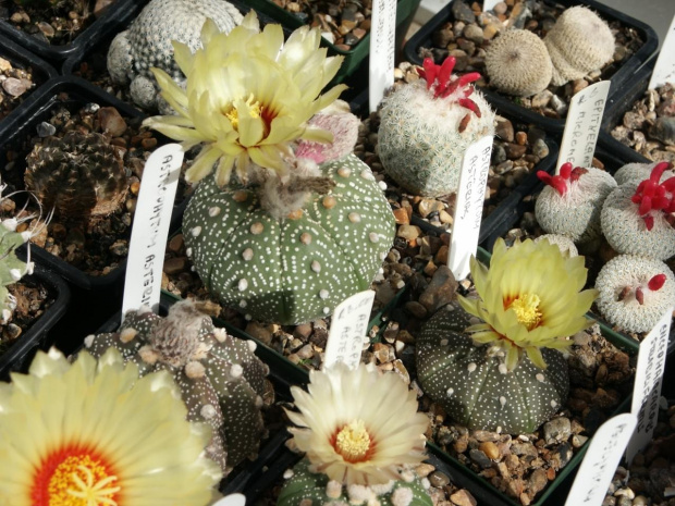 Astrophytum asterias