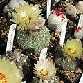 Astrophytum asterias