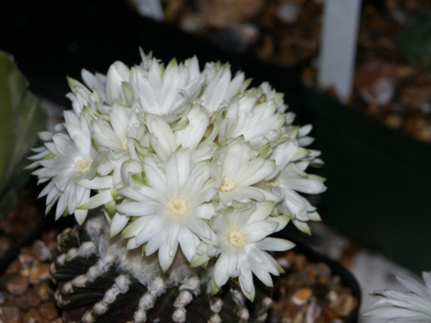 Discocactus horstii