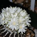 Discocactus horstii