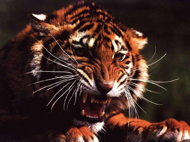 #tygrys #zwierze #koty