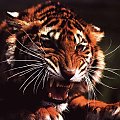#tygrys #zwierze #koty