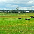 Żerdź #łąka #pastwisko #wieś #Żerdź #krowy