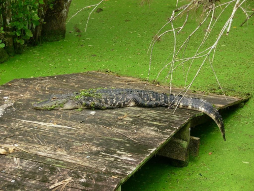 aligator - Billy Swamp Safari