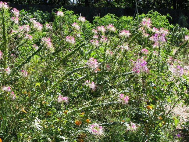 Ogrod Botaniczny na Brooklinie