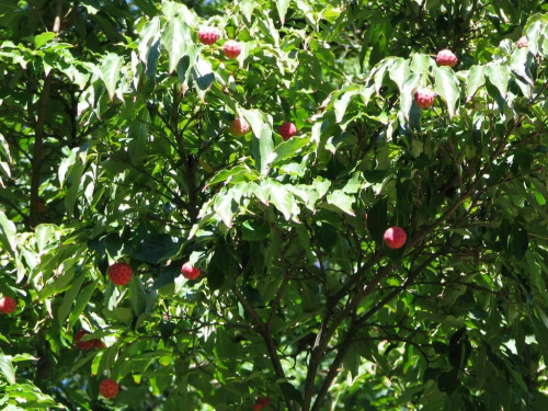 Ogrod Botaniczny na Brooklinie