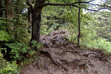 #pieniny #szlaki #gory #góry #widoki
