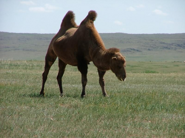 camel z mongoli