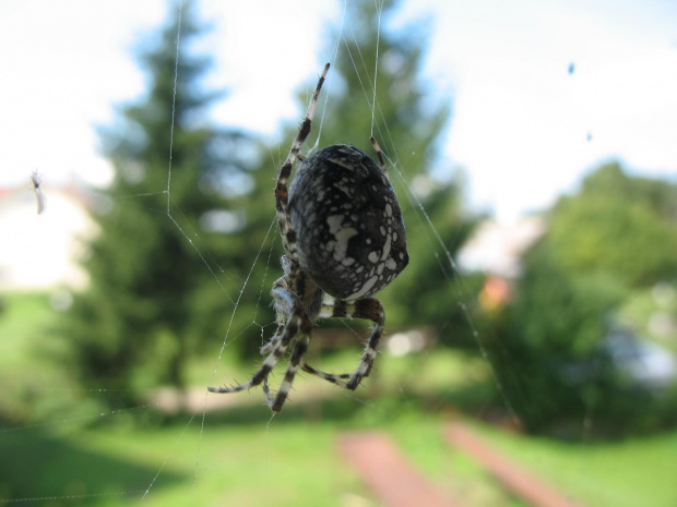 spider #3
