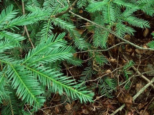 A gałšzki plożšcego cisa, niektóe z nich doslownie ukryte pod wierzchniš warstwš ciólłki.