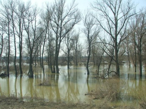 Wisła na wiosnę - widok z wału w Parchatce 8 kwiecień 2006 #Wisła #powódź #Parchatka #rzeka