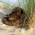 Ksiezniczka sie wygrzewa #pies #NadMorzem #trawy #piasek #plaża #NaWydmach