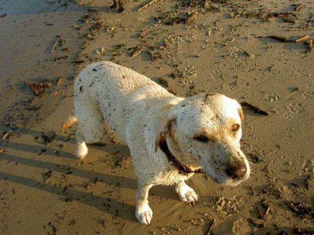 ambitna zbieraczka bursztynu #pies #labrador