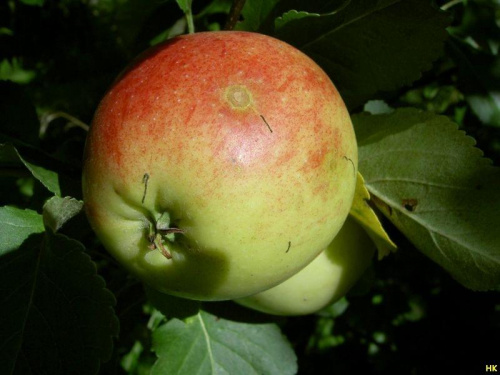 wspaniałe,dorodne... #jabłko #jabłon #owoc #ogród
