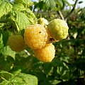 czeszka-malina żółta #maliny #krzaki #ogród #owoce #żółte
