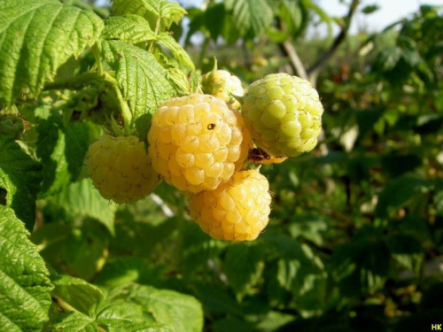 czeszka-malina żółta #maliny #krzaki #ogród #owoce #żółte