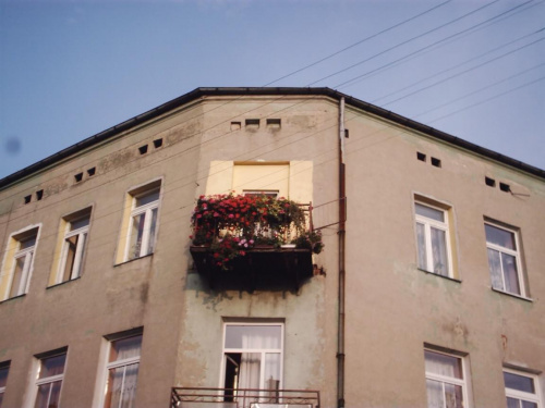 Kolejne balkonowce... #tomaszów #kwiaty