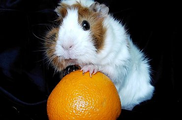 Mysia i jej siłownia #świnka #Mysia #domownik #pupil #słodkość #Rozetka