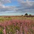 Widok na półwyspie Pakri