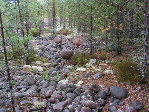 Kamienie w lesie