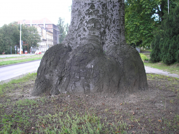 Fagus sylvatica 'Atropurpurea', ul. Wojska Polskiego