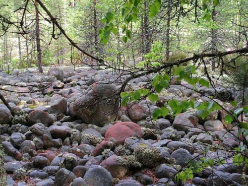 Kamienie w lesie