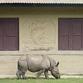 #nosorozec #zwierze #dom