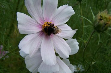 trzmiel #trzmiel #owad