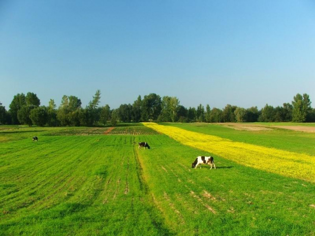 Widok z wału w Opatkowicach #Opatkowice #krowa #pole #pola