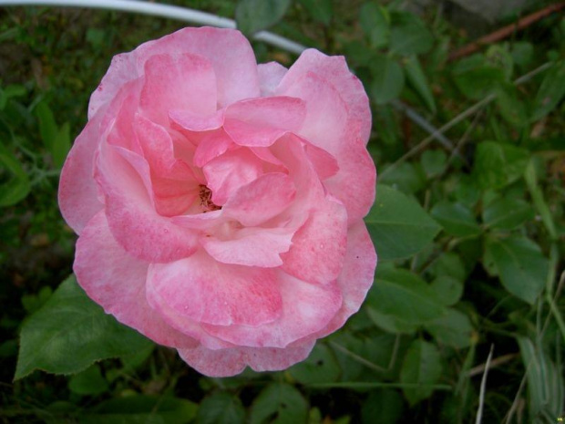 róża Queen Elizabeth #róze #róza #kwiat #ogród