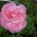 róża Queen Elizabeth #róze #róza #kwiat #ogród