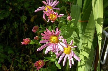 z orzezwiajaca kropla #chryzantemy #kwiaty #ogród #rośliny