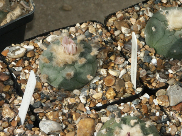 Lophophora williamsii SALTILLO #LophophoraWilliamsii