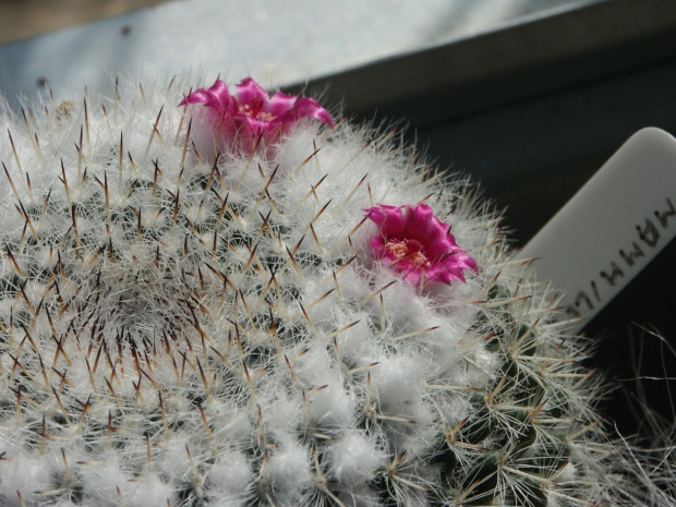 Mammillaria sp.