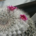 Mammillaria sp.