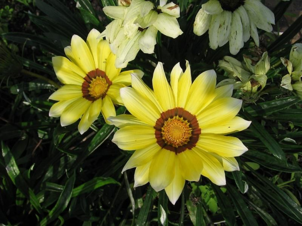 #Gazania