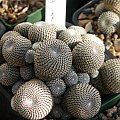 Rebutia heliosa KK844 #RebutiaHeliosa