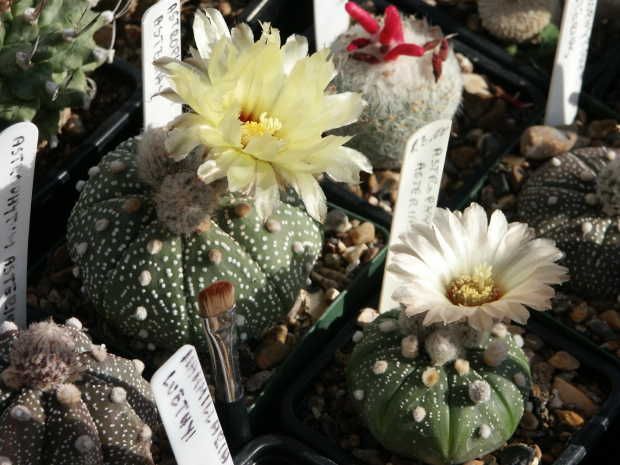 Astrophytum asterias