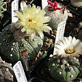 Astrophytum asterias