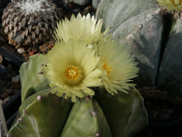 Astrophytum myriostigma v.nudum #AstrophytumMyriostigma